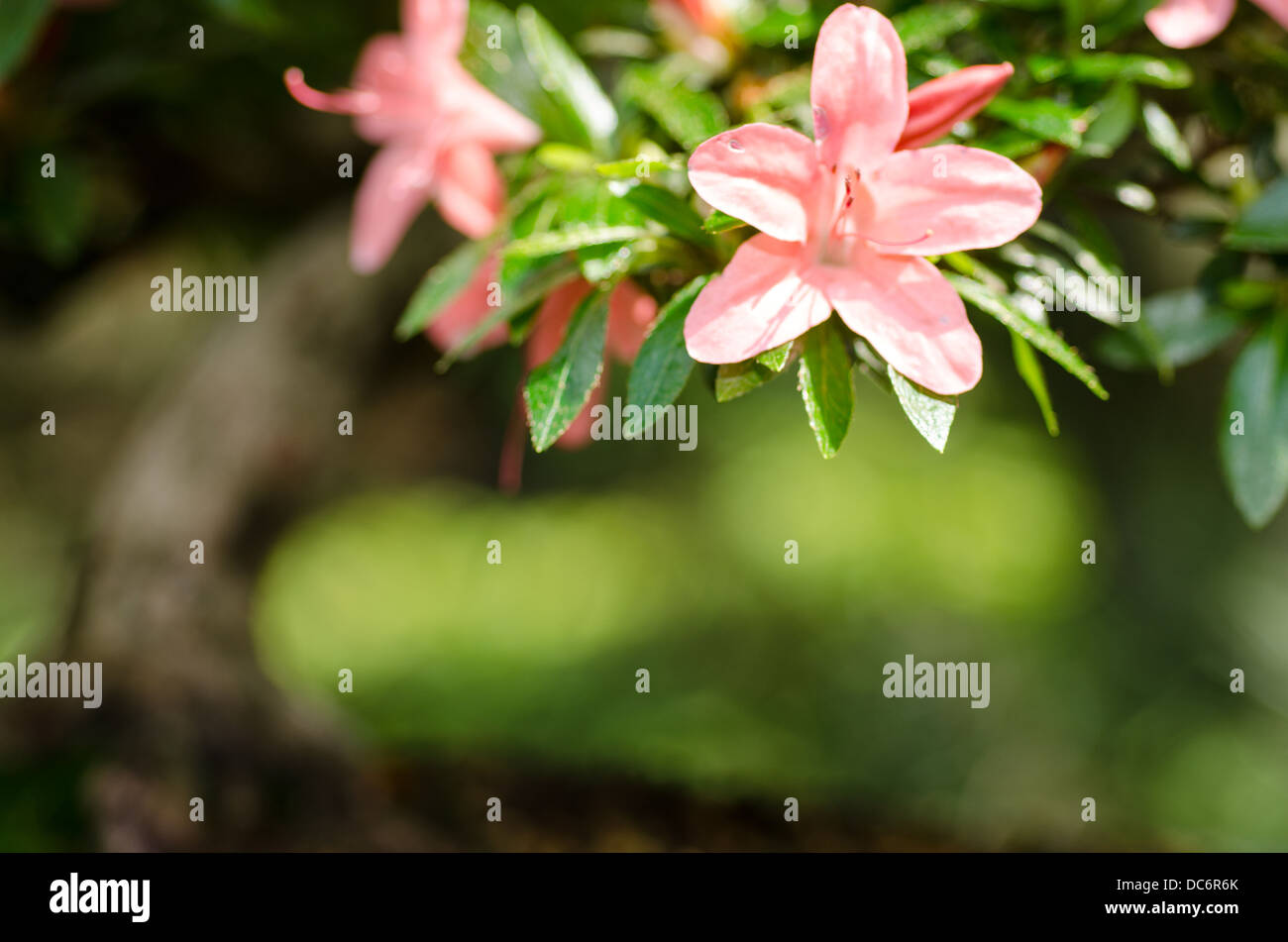 Pink flower on blossom rhododendron bonsai tree Stock Photo