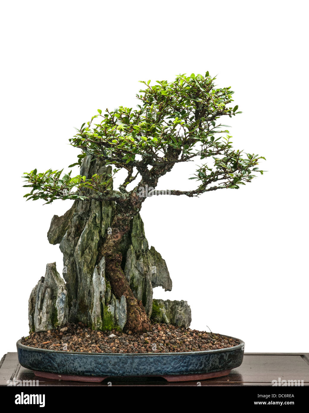 Green leaved asian elm is growing around a rock Stock Photo