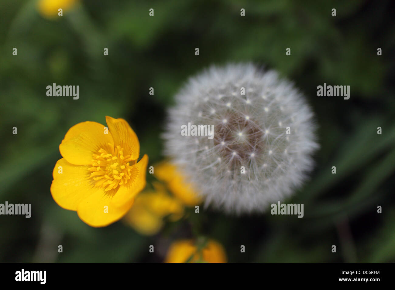 Taraxacum officinale - common dandelion - round balls of silver tufted fruits - blowballs - clocks - Asteracea - with meadow but Stock Photo