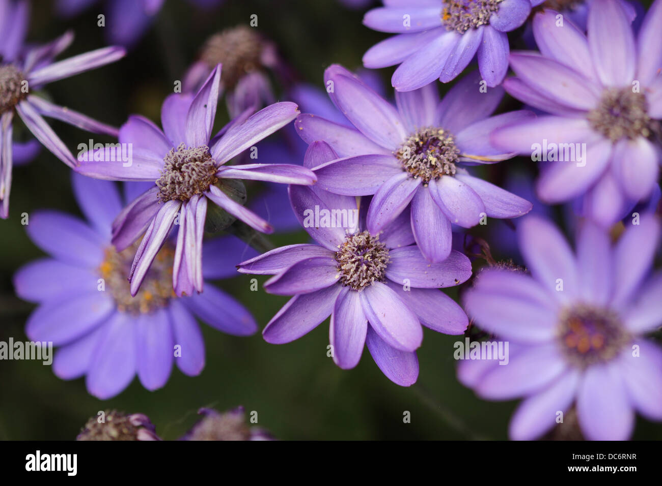 Blue daisy - Olearia - daisy-like composite flowerheads - Asteraceae ...