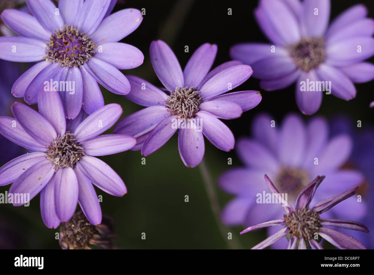 Blue daisy - Olearia - daisy-like composite flowerheads - Asteraceae Stock Photo
