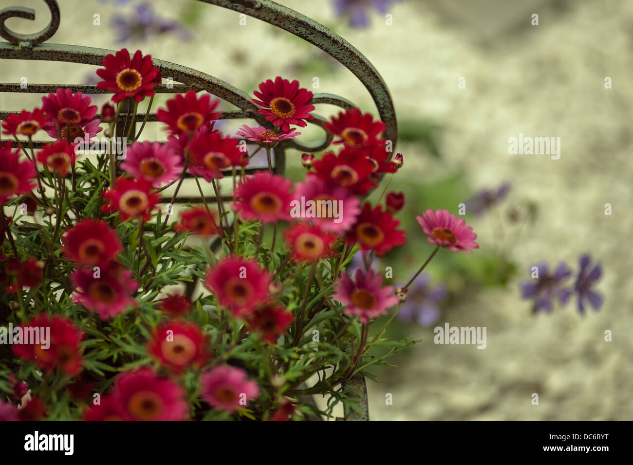 Red Flowers in garden Stock Photo Alamy