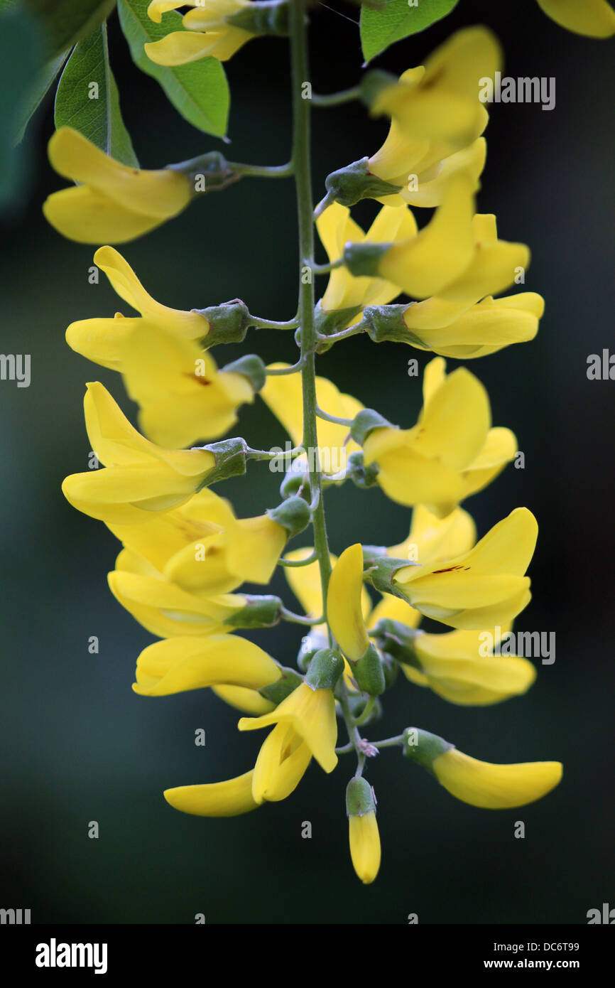Laburnum anagyroides pendulous racemes Poisonous plant producing cystisin a nicotinic