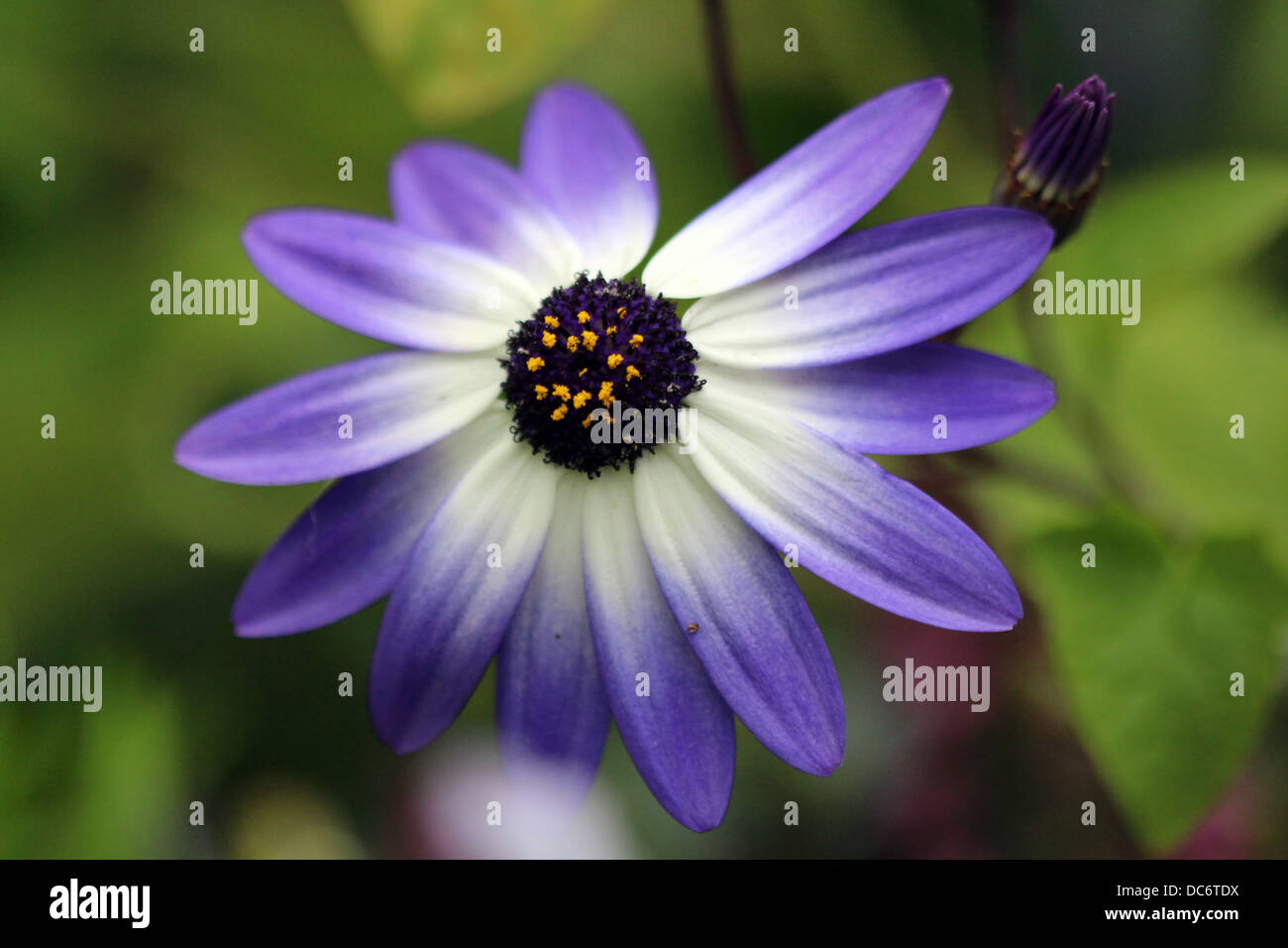 Blue daisy - Olearia - daisy-like composite flowerheads - Asteraceae Stock Photo