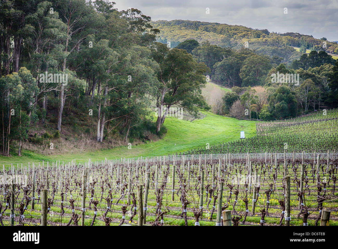 Winter in the vineyards of picturesque