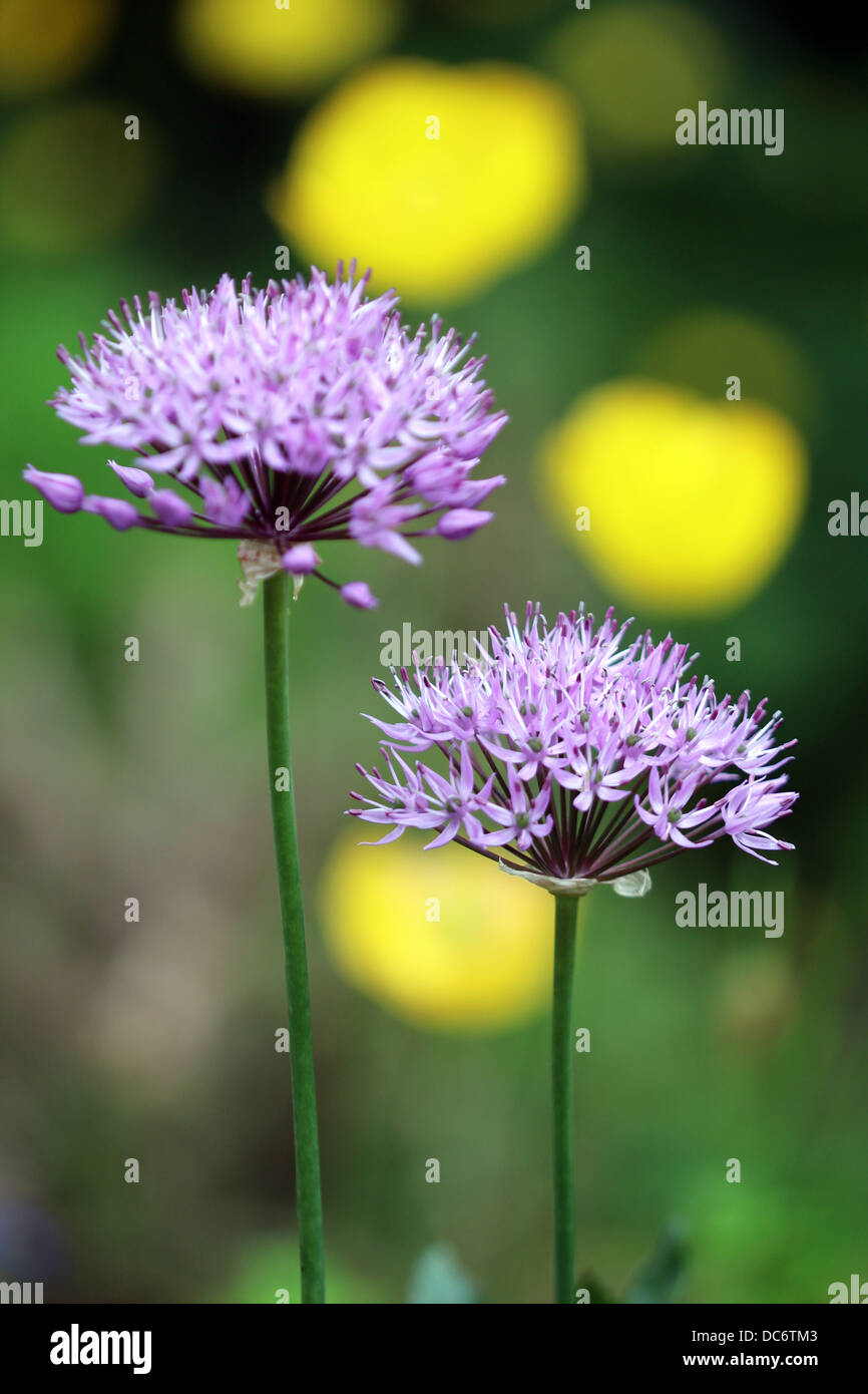 Allium aflatunense - Garlic flowers - Bulbous perennial - Star-shaped purplish-pink flower - Liliaceae Stock Photo