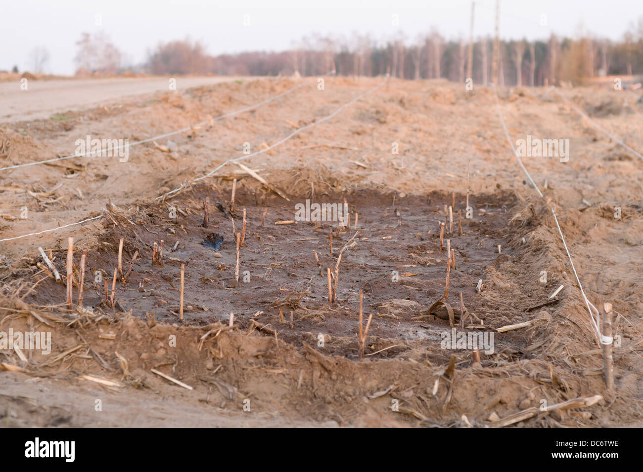 Rasberry Canes planted into empty allotment plot Stock Photo - Alamy