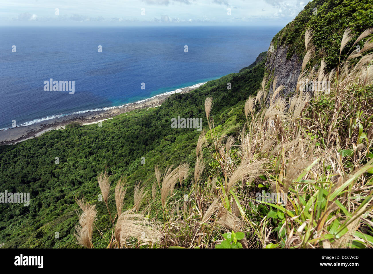 Tonga, Eua Island, Vegetation Stock Photo