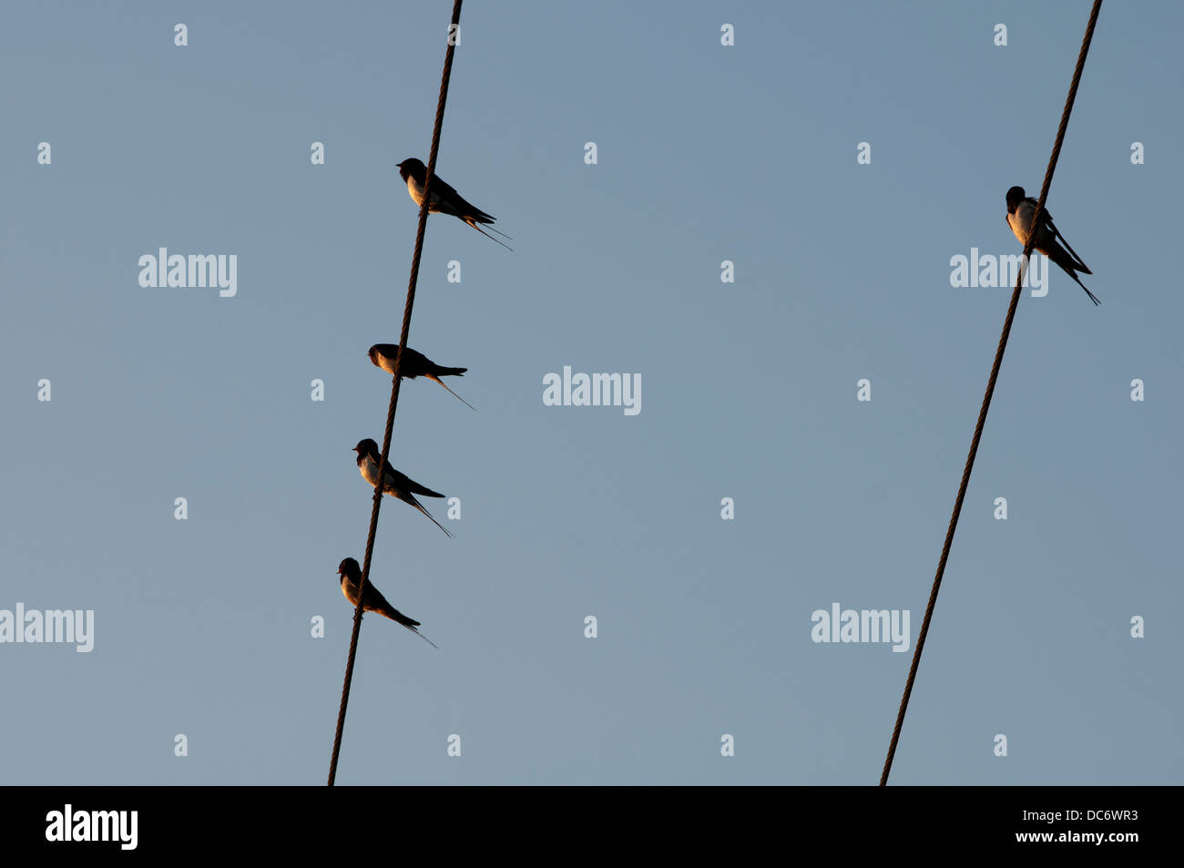 Swallows (Hirundo rustica) on wires, Warwickshire, UK Stock Photo