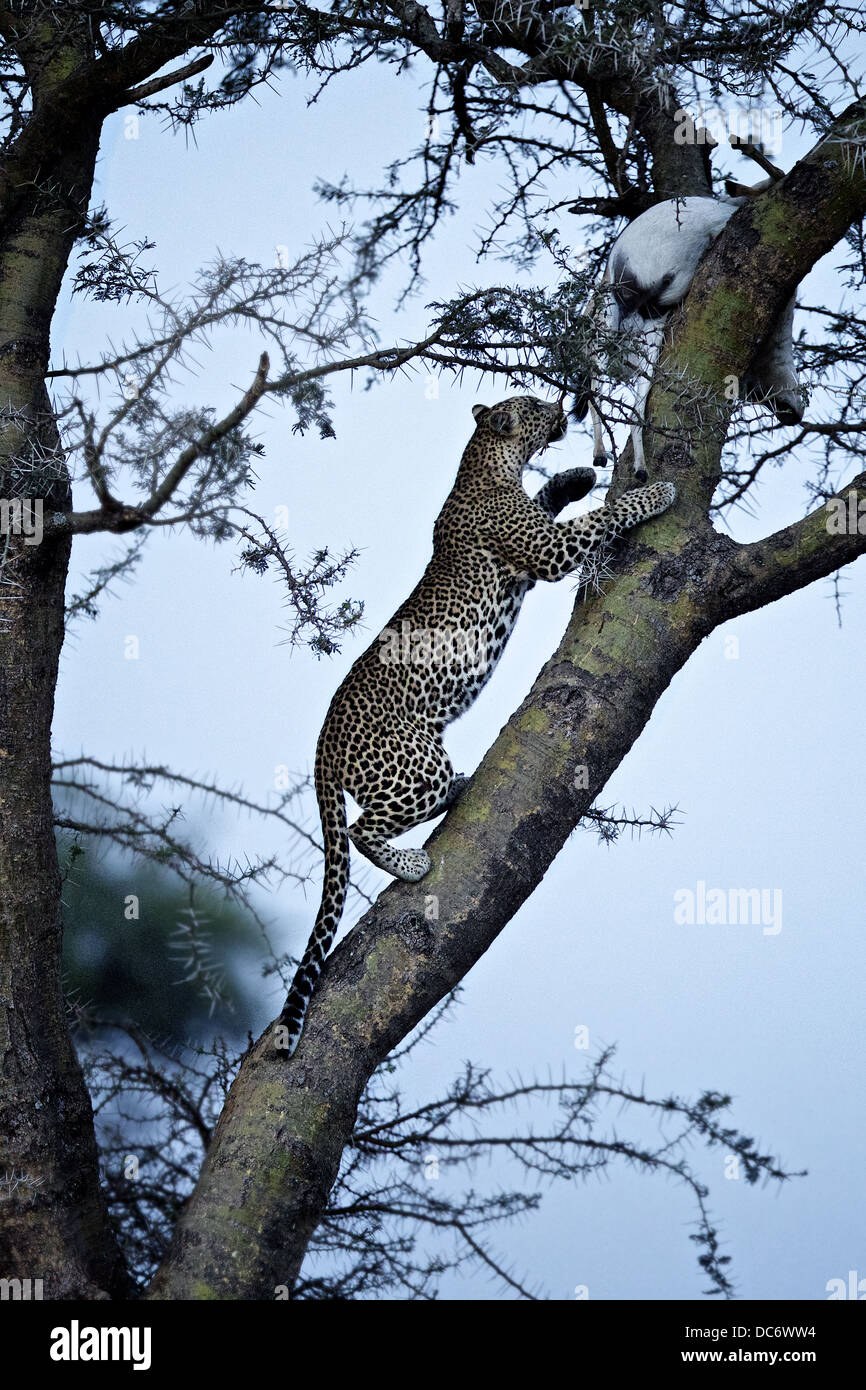 Leopard climbs tree to retrieve its kill. Serengeti Tanzania Stock Photo