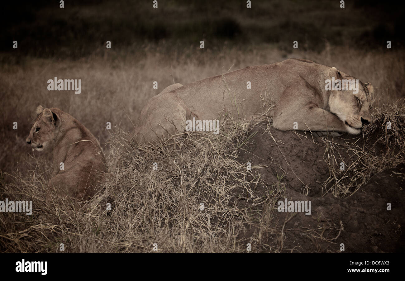 Female mother lion sleeps with her cub. Serengeti . Tanzania Africa. Stock Photo