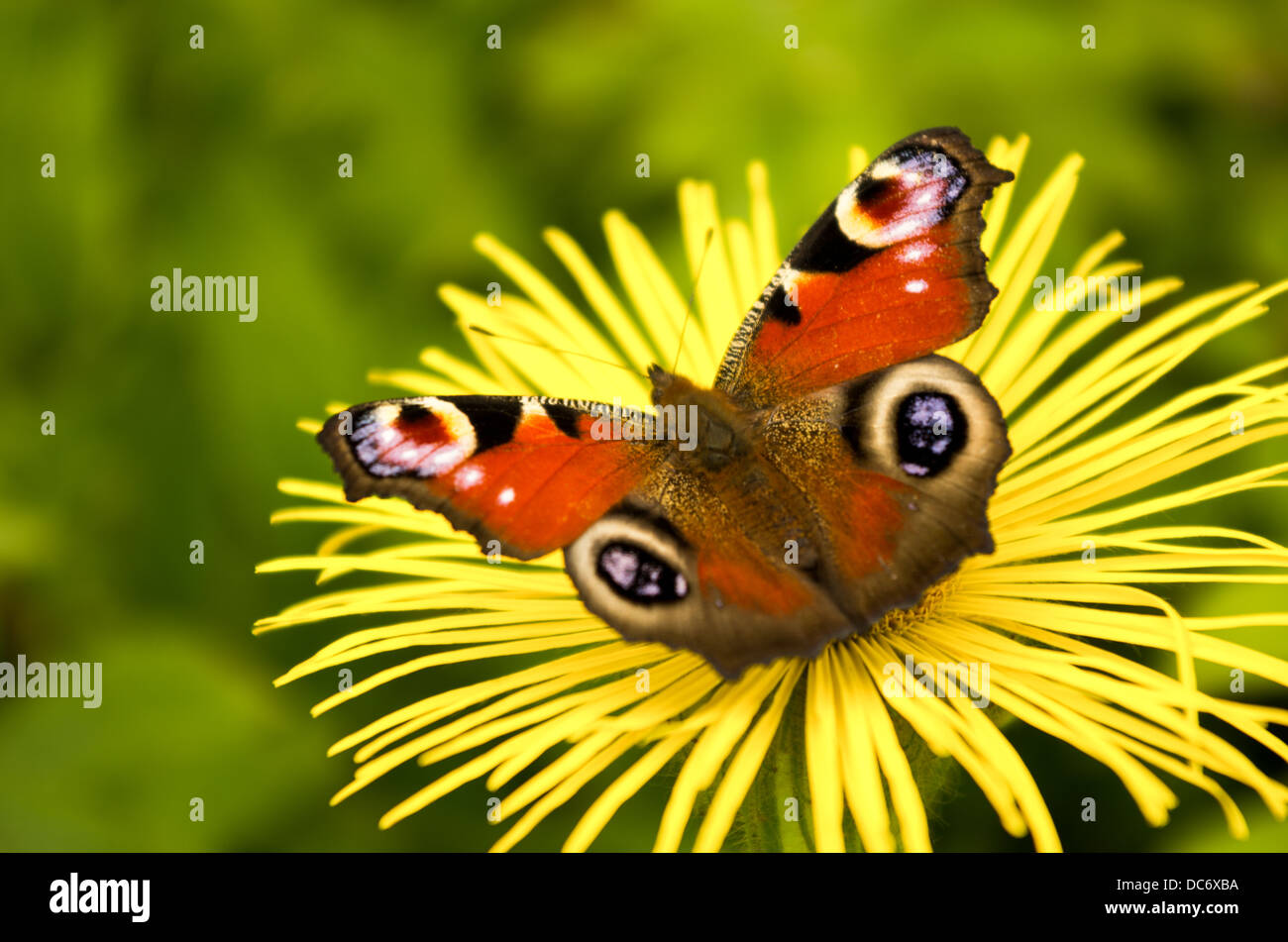 A close-up view of a peacock butterfly sitting on a yellow flower Stock ...