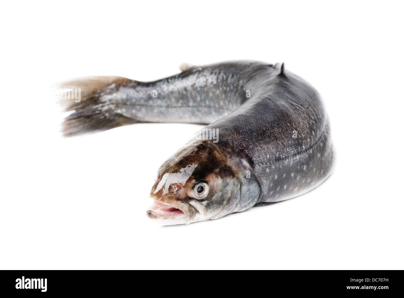 Salmon isolated on white background Stock Photo - Alamy