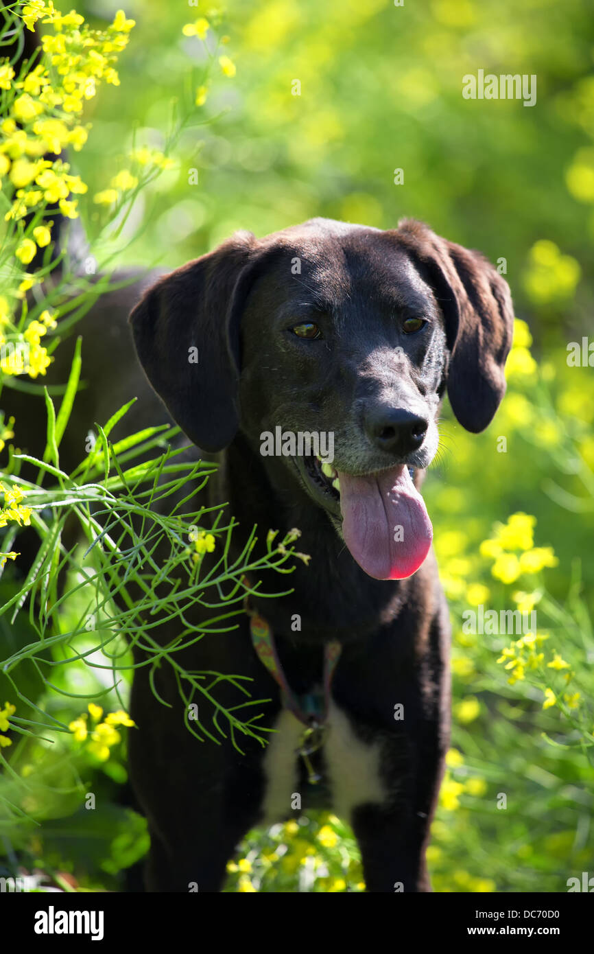 Farm dog in a field of canola Stock Photo Alamy