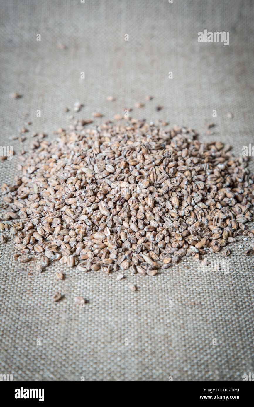 Wheat Malt, an ingredient in craft brewing Stock Photo