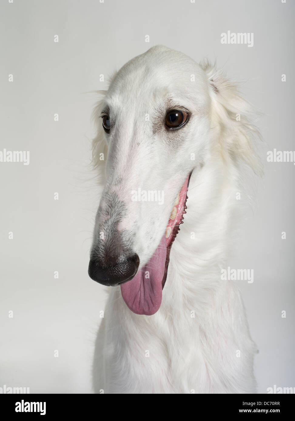 White Borzoi Russian Wolfhound Breed Of Domestic Dog From Russia Stock Photo Alamy