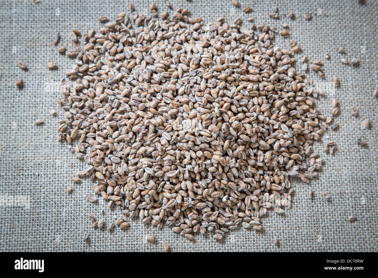 Wheat Malt, an ingredient in craft brewing Stock Photo