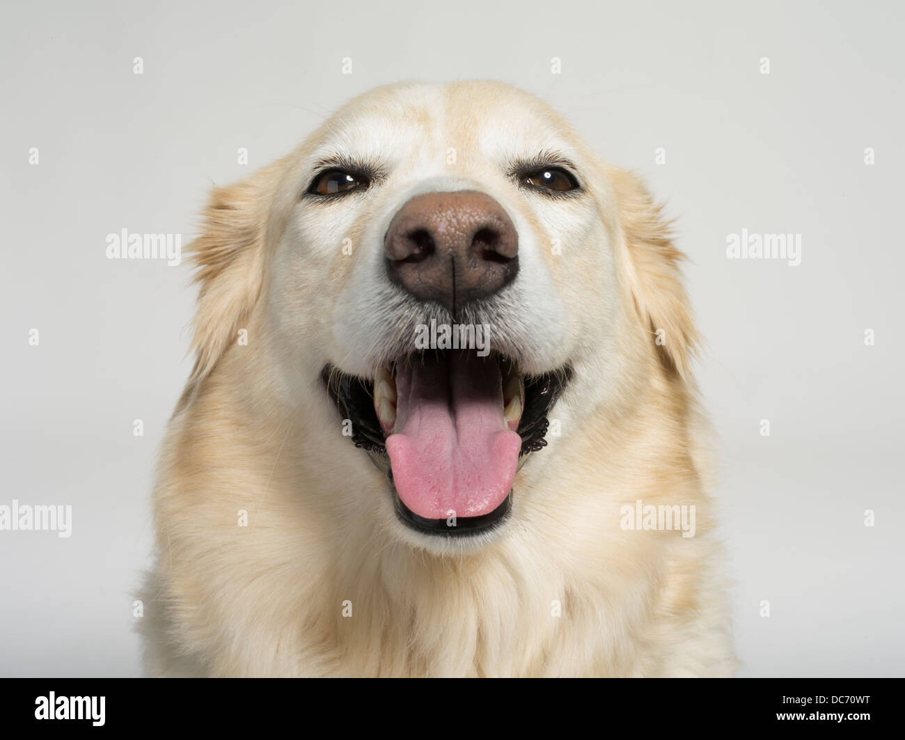 Golden Retriever Collie Mix Crossbred hybrid known as a Gollie or Golden Collie Stock Photo