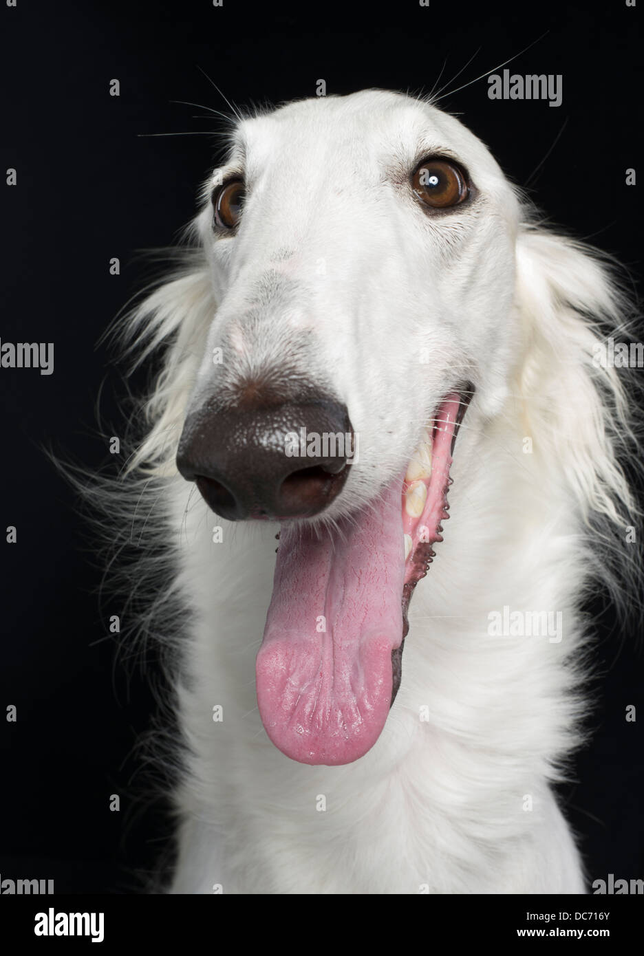 White Borzoi  / Russian wolfhound breed of domestic dog from Russia / Belarus Stock Photo