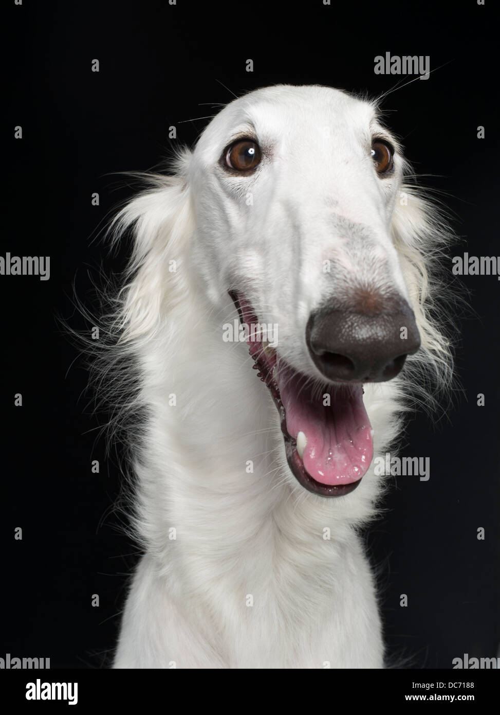 White Borzoi  / Russian wolfhound breed of domestic dog from Russia / Belarus Stock Photo