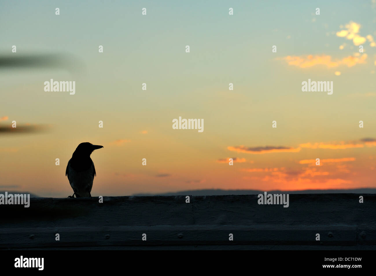 Pied Butcherbird (Cracticus nigrogularis) in silhouette against setting sun. Queensland, Australia Stock Photo