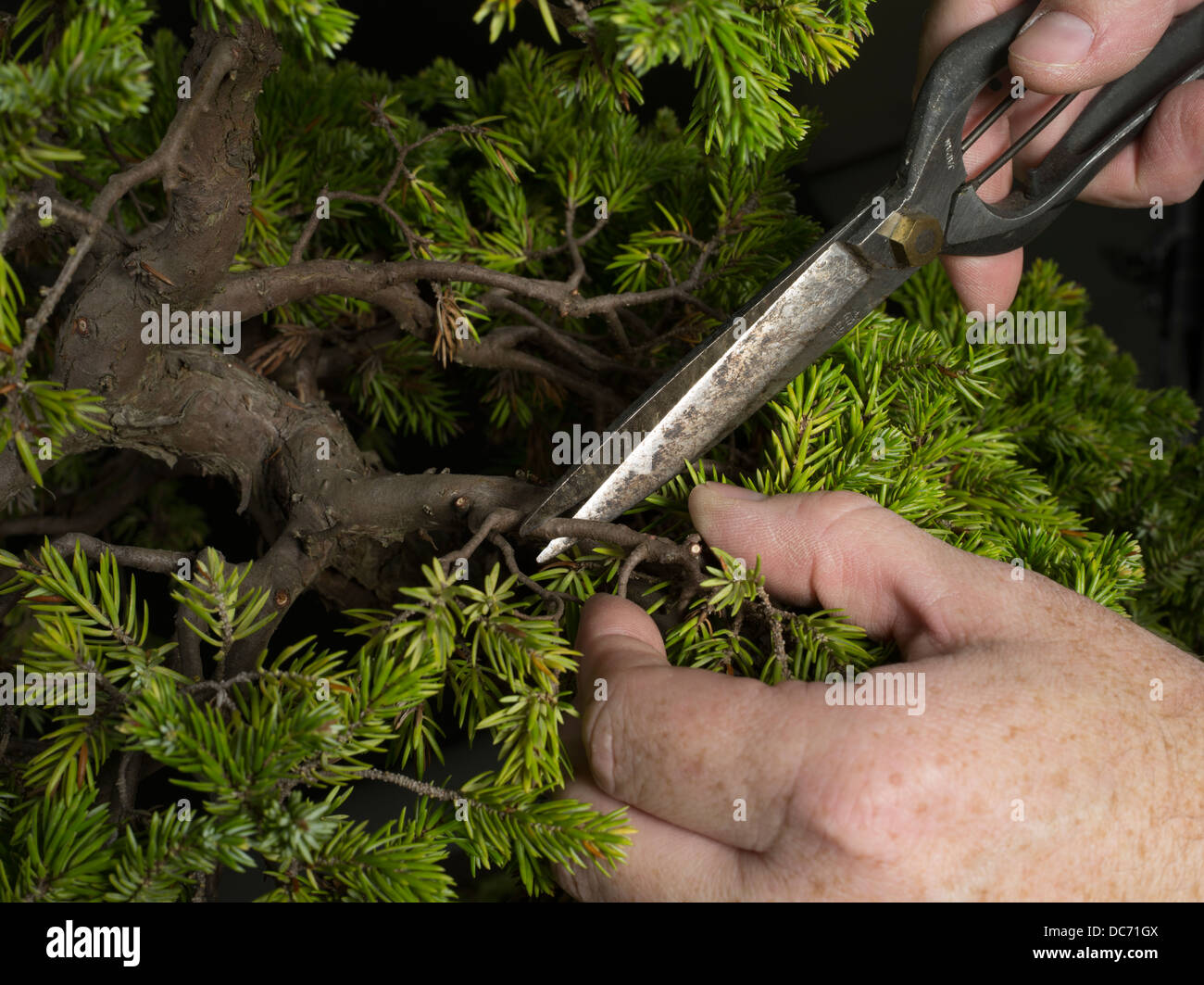 Trimming and shaping a bonsai hires stock photography and images Alamy