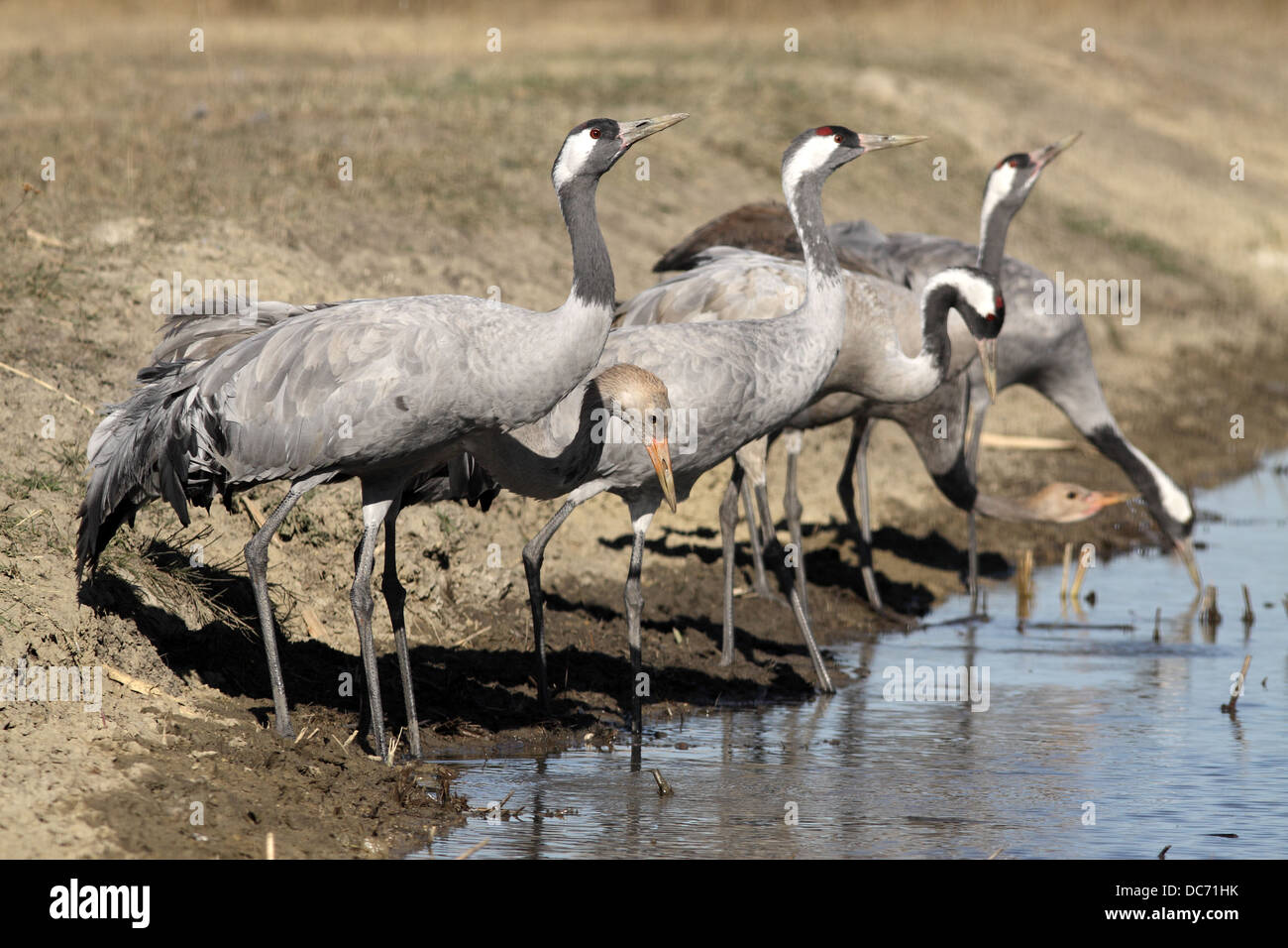 Common Crane, Grus grus, flock drinking Stock Photo