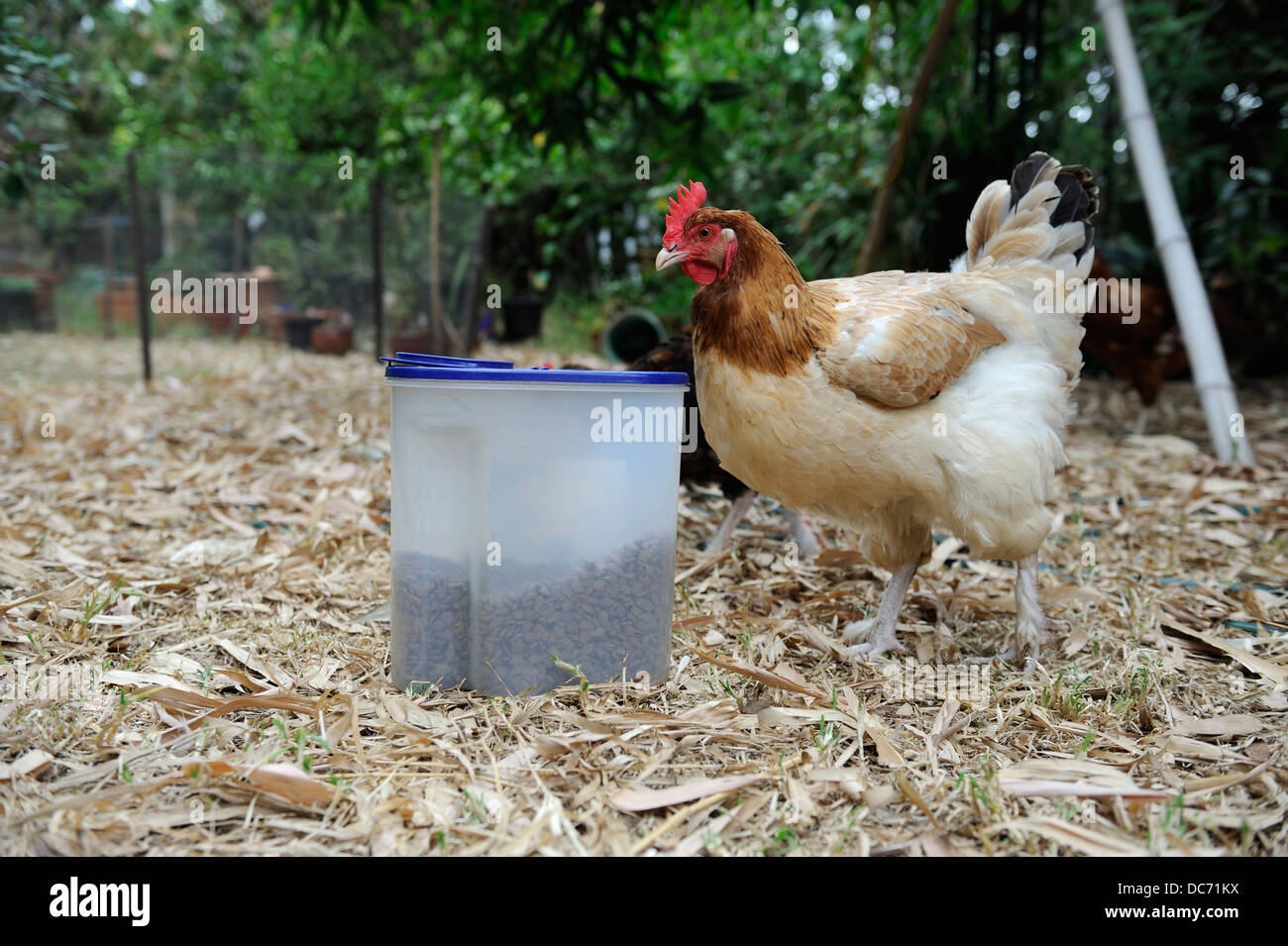 French Maran hen looking at container of cat food biscuits Stock Photo