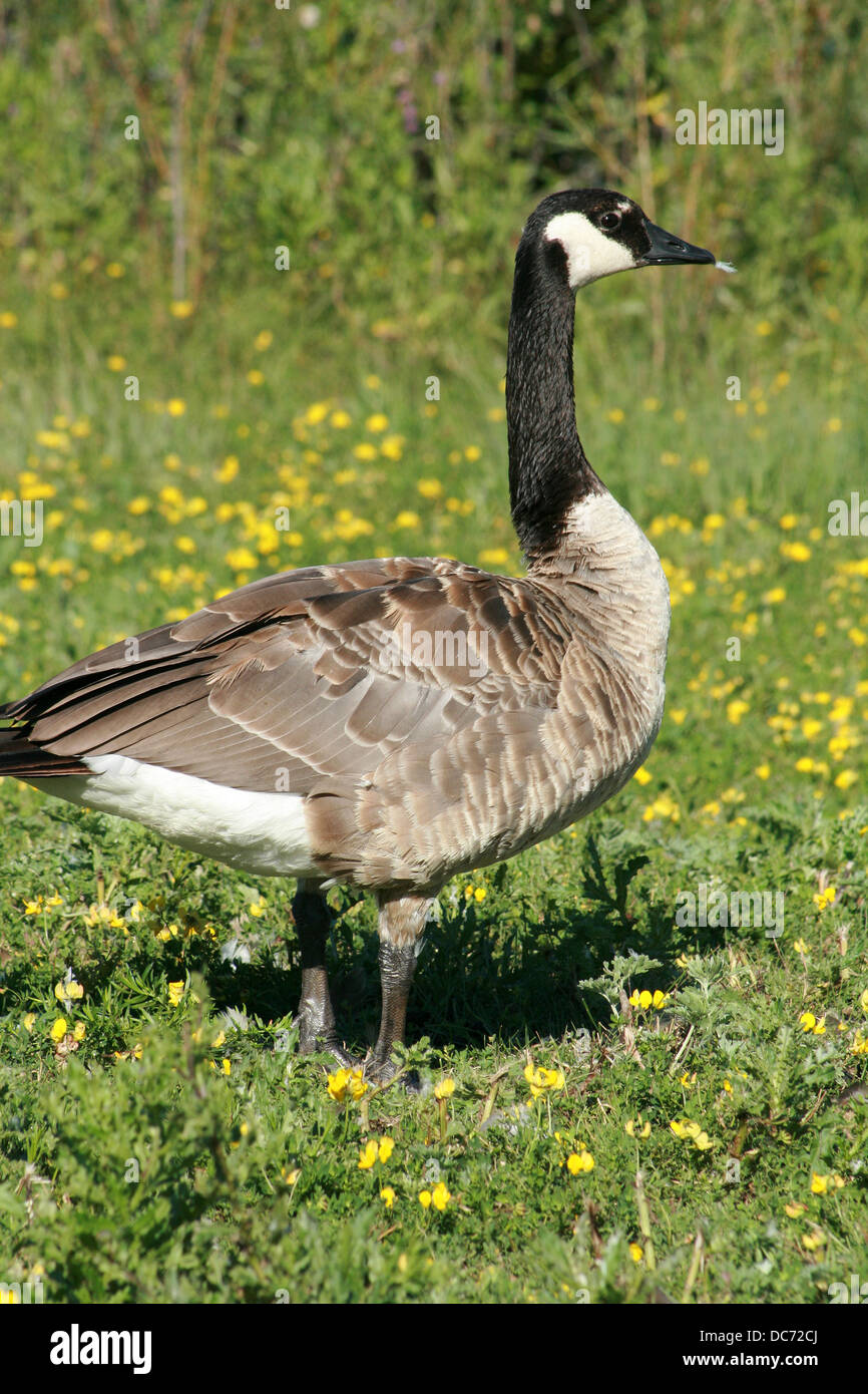 A Canada Goose standing in a field of flowers in Winnipeg, Manitoba, Canada  Stock Photo - Alamy