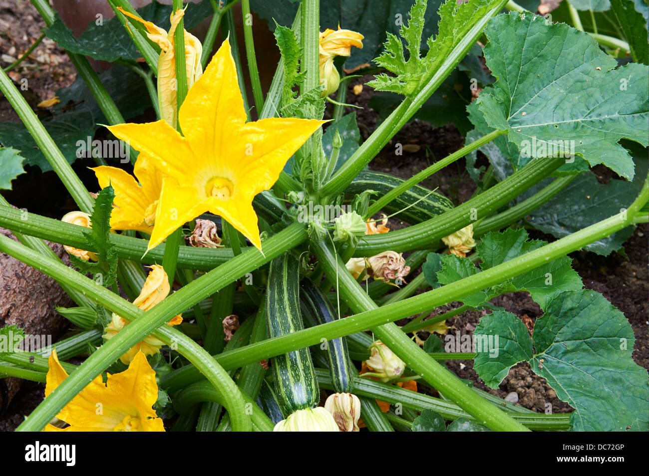 Courgette Plants with Yellow Flowers in Vegetable Garden. Stock Photo