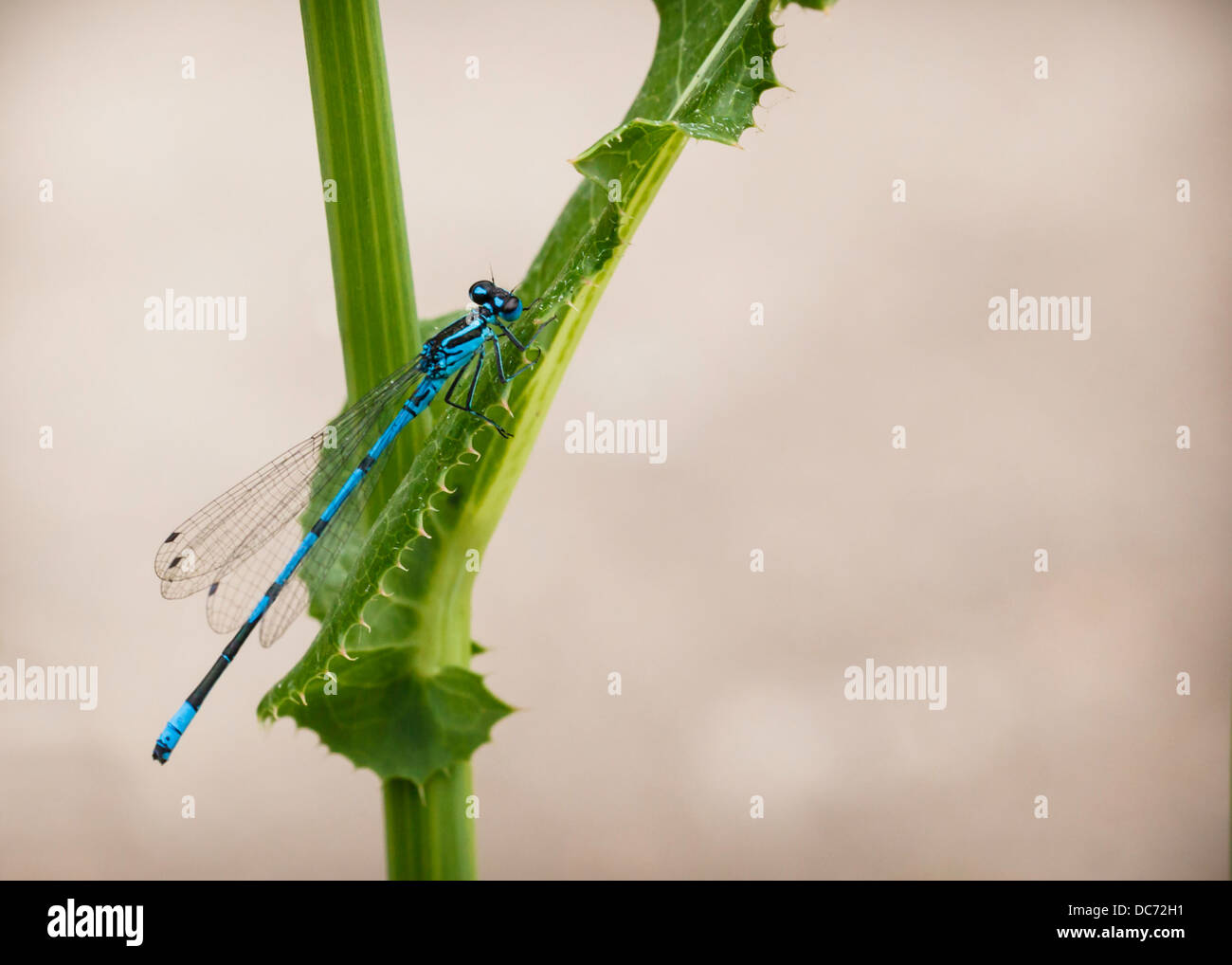 The Common Blue Damselfly At Rest Stock Photo - Alamy