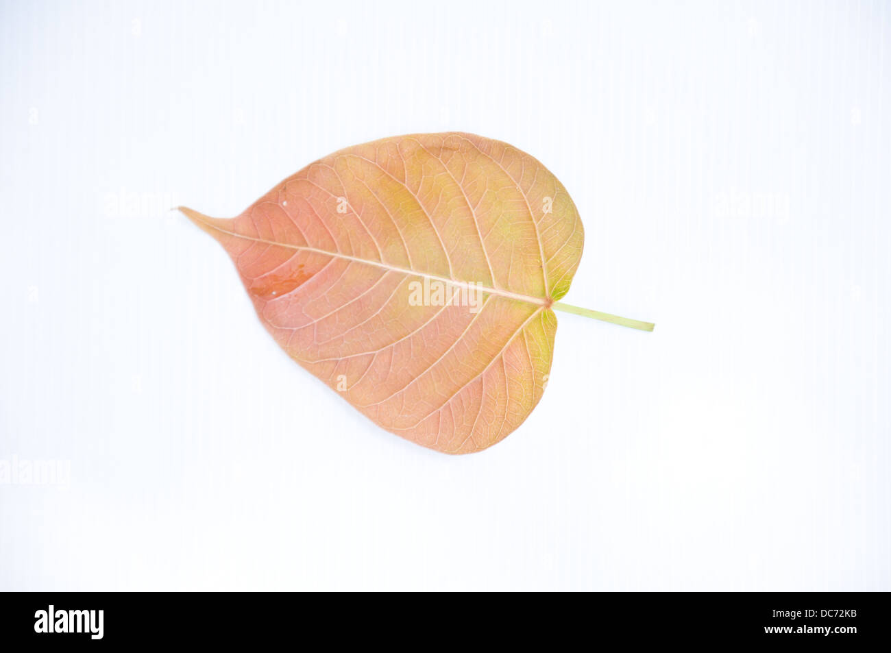 Bodh tree leaf on white background Stock Photo