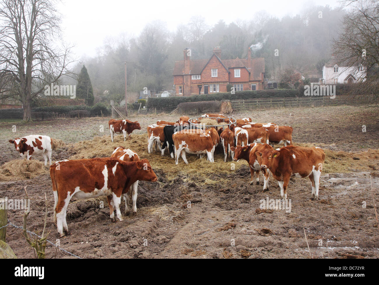 Rural scene of Cattle feeding on Winter Hay in a Muddy field in England