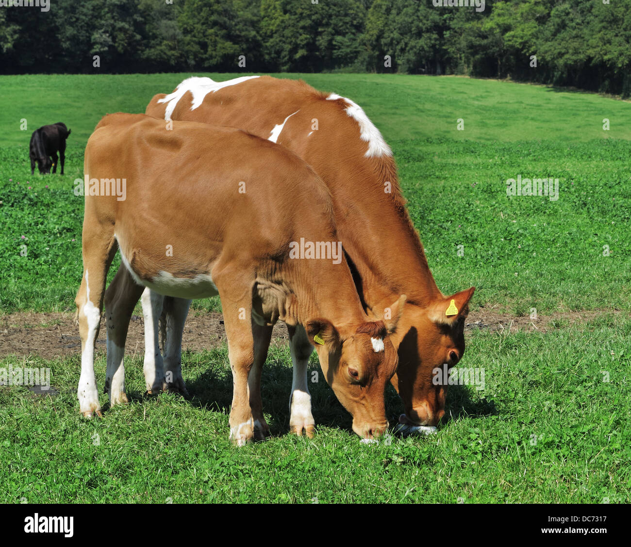 Salt lick hires stock photography and images Alamy