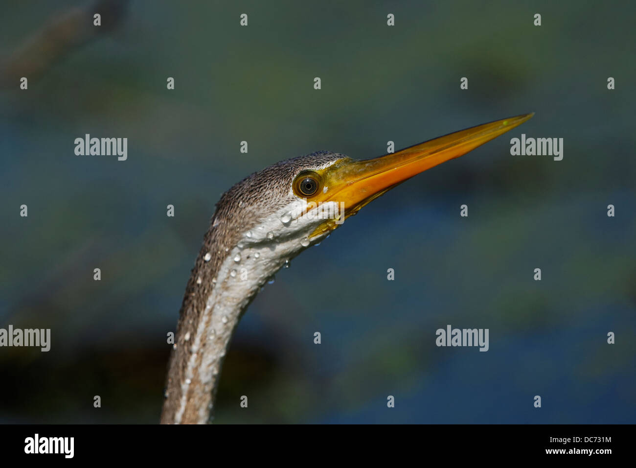 Darter (Snake Bird) at Bharatpur, India. ( Anhinga melanogaster ) Stock Photo