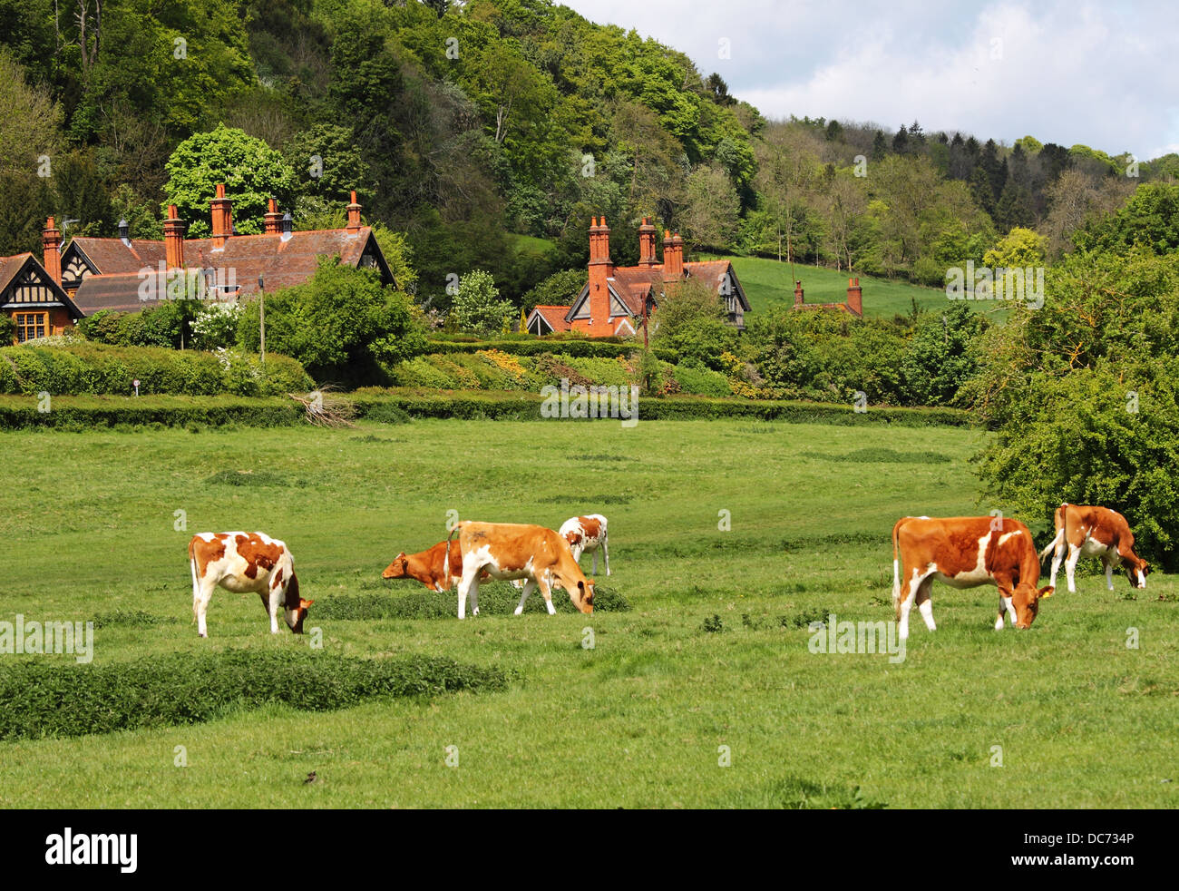 An English Rural Village Landscape with Cattle grazing in a meadow ...