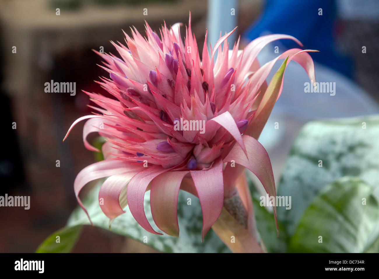 Pink Bromeliad Bloom with purple accents rises from variegated green leaves. Stock Photo
