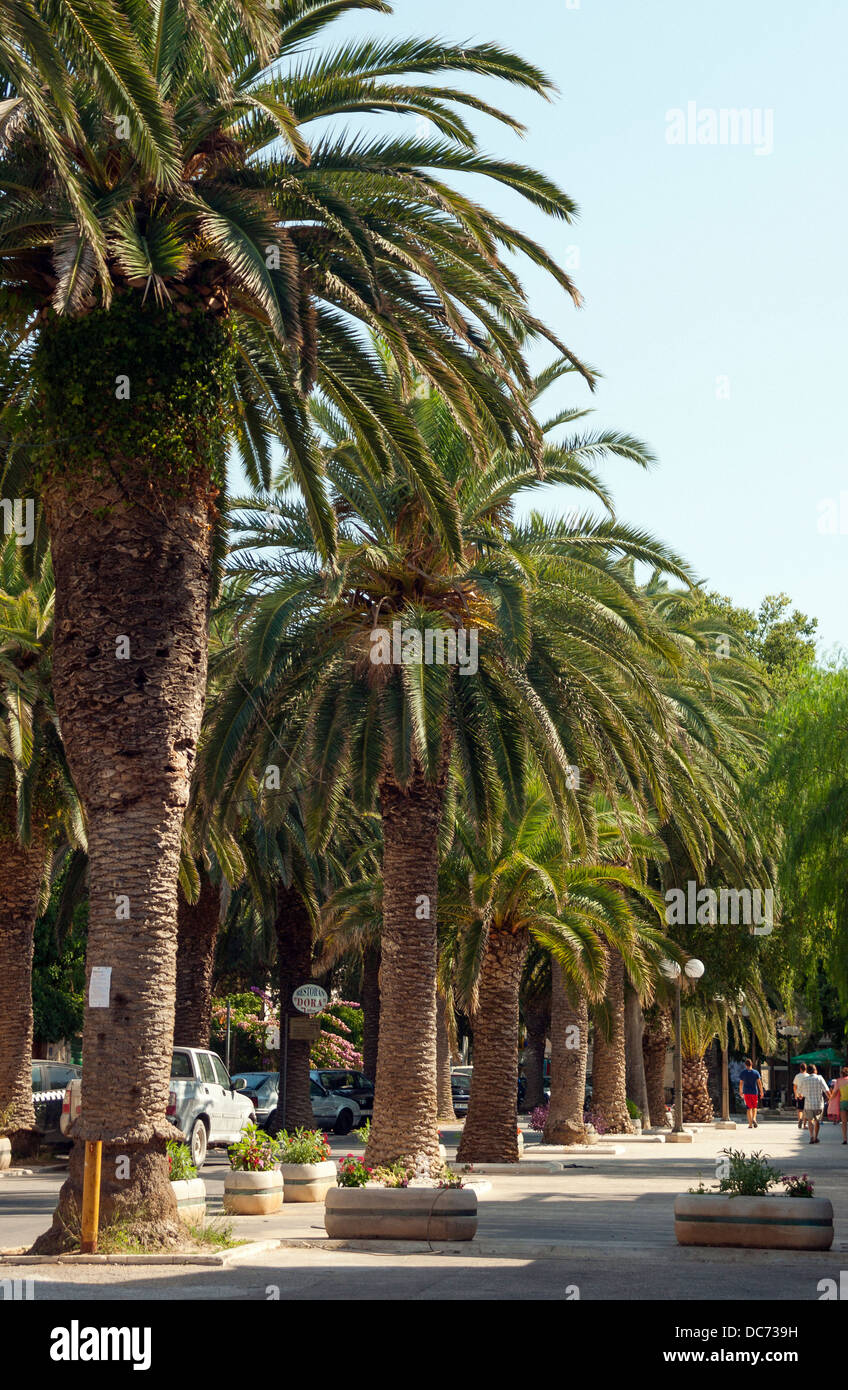 Palm trees in Sutivan, Croatia Stock Photo Alamy