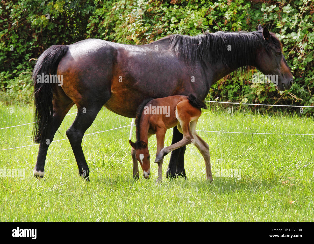 Bay Horse and foal in an English meadow Stock Photo