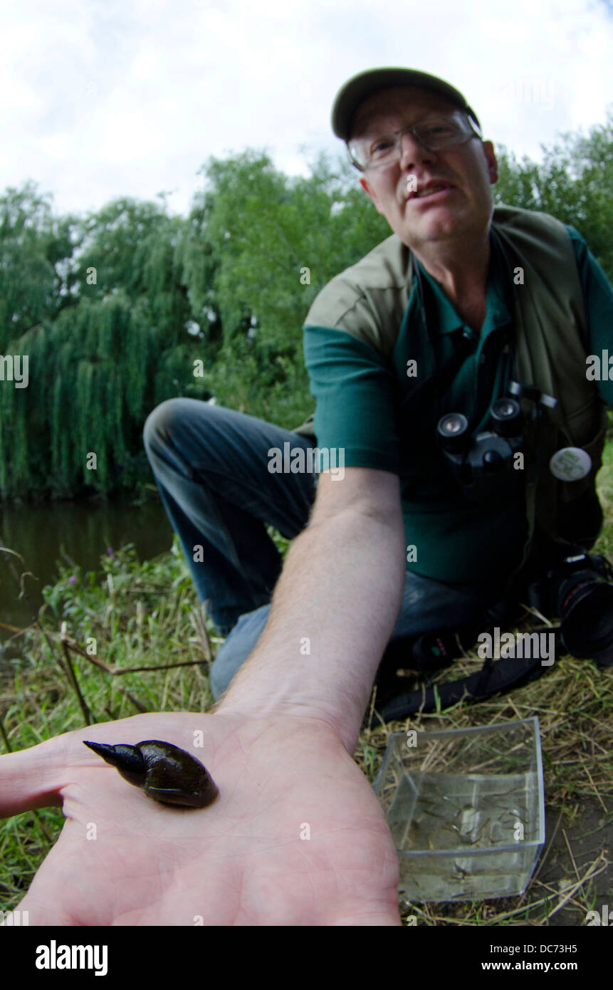 pond snail in hand Stock Photo
