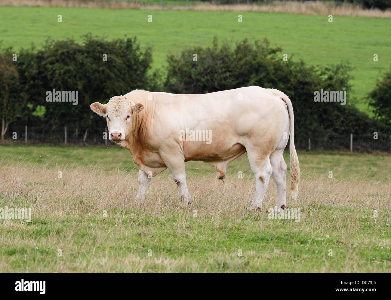 Prize Pedigree Bull grazing in a meadow Stock Photo