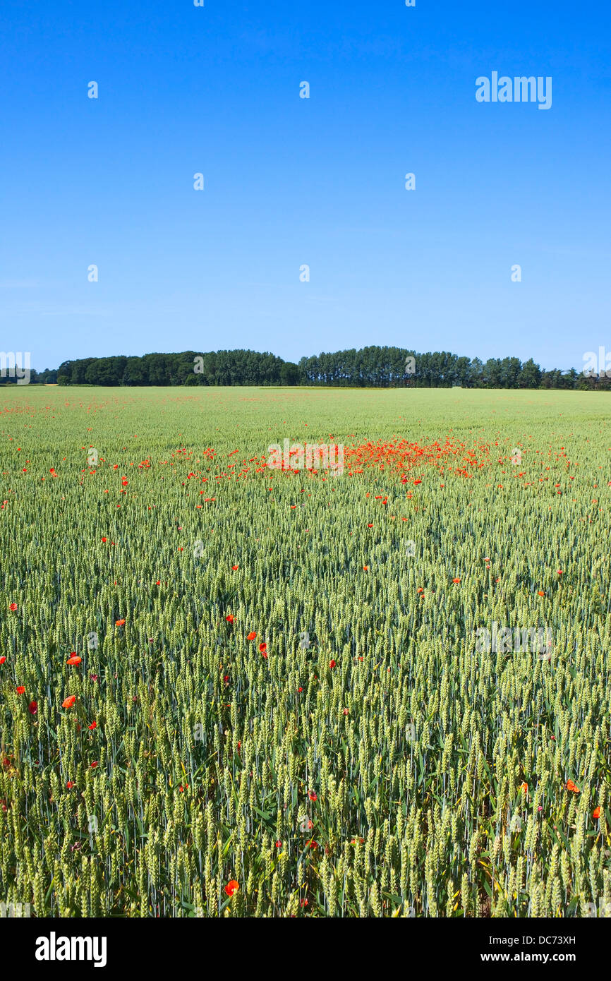 An unripe field of wheat with bright red poppies growing in Yorkshire ...