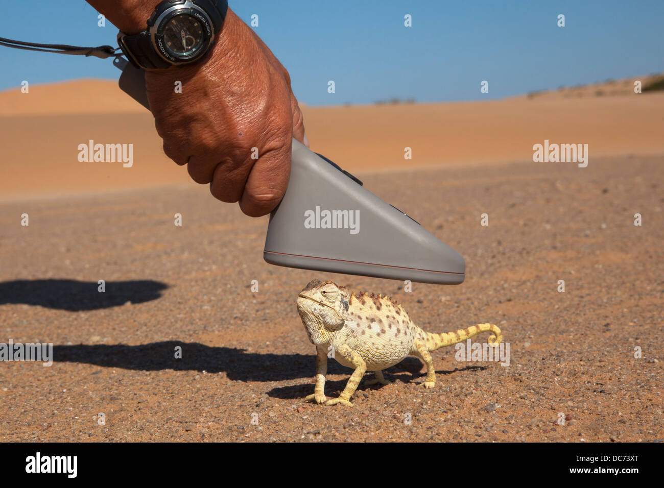 Namaqua chameleon (Chamaeleo namaquensis), being scanned for microchip, part of conservation project, Namib Desert, Namibia Stock Photo