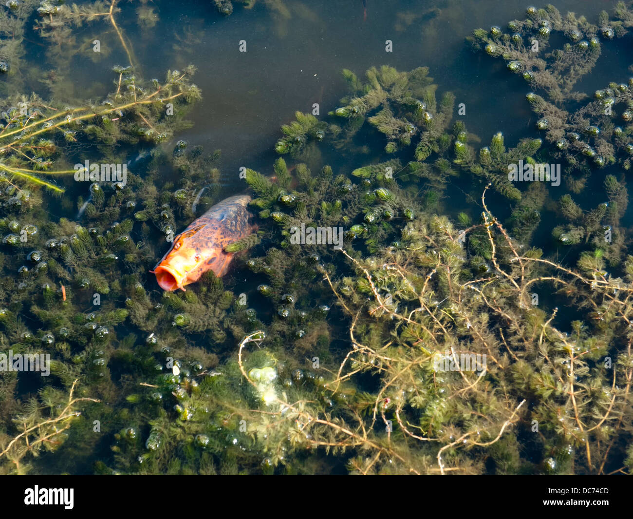 Koi Carp At RHS Hyde Hall UK Stock Photo Alamy koi-carp-at-rhs-hyde-hall-uk-stock-photo-alamy
