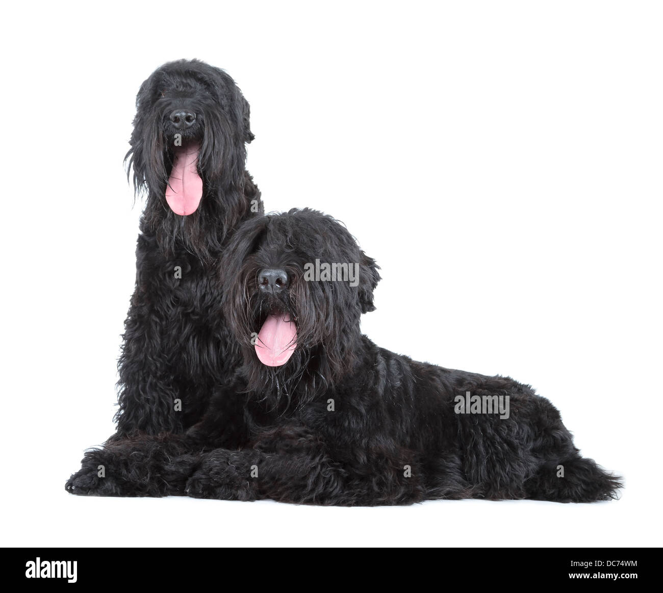 black russian terrier (BRT or Stalin's dog) Stock Photo