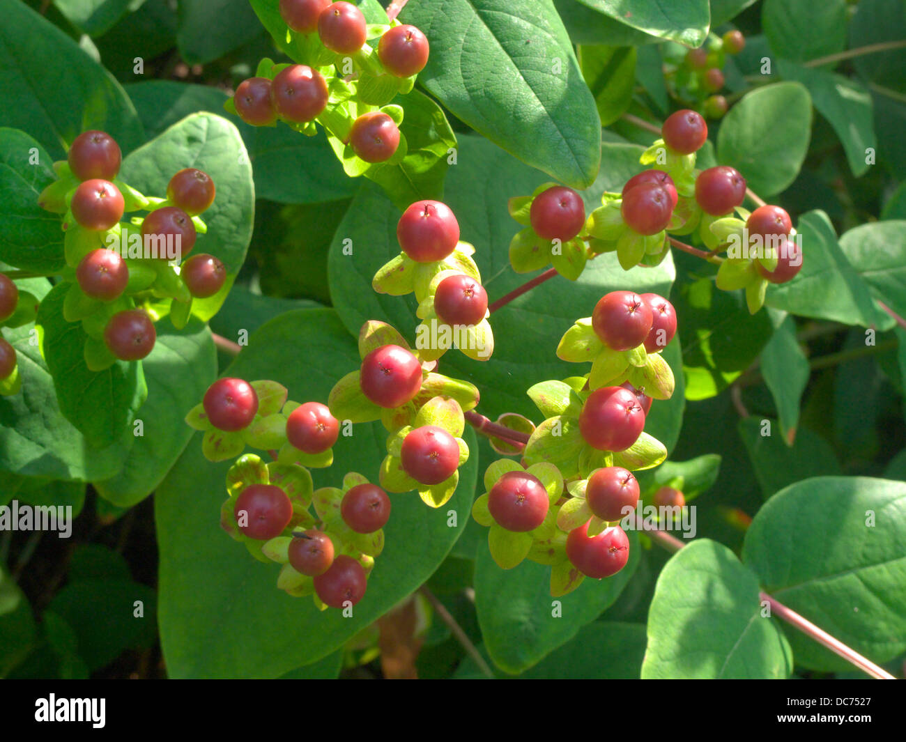 Hypericum forrestii Seed Pods in Late Summer, UK Stock Photo