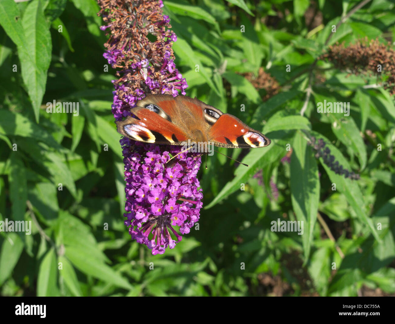 Peacock Butterfly ( Ianchis io ) Feeding on a Buddleia davidii Flower ...