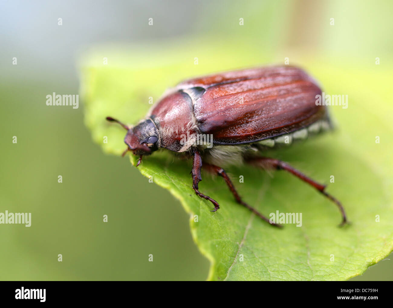 may beetle sitting on a twig with fresh leaves in grey back Stock Photo