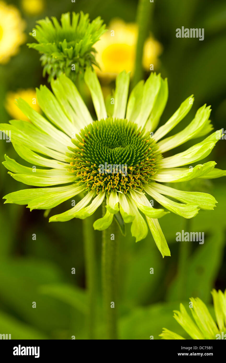 echinacea green jewel in flower Stock Photo