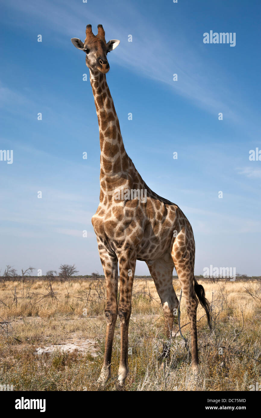 Giraffe (Giraffa camelopardalis) Etosha national park, Namibia, June 2013 Stock Photo